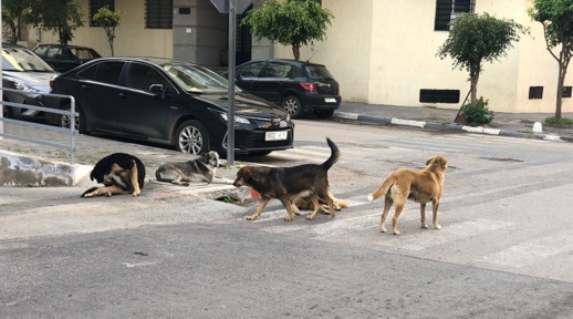 الرصاص يلعلع في حي پاصو ويرعب الناس ليلا.. وجمعية تدعو إلى التوقف عن إبادة الحيوانات الرصاص يلعلع في حي پاصو ويرعب الناس ليلا.. وجمعية تدعو إلى التوقف عن إبادة الحيوانات