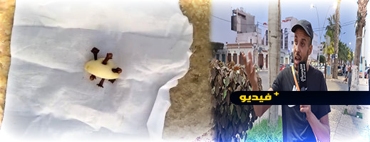 شاهدوا.. سحر بالناظور وطلاسم ترسل إلى الخارج للجالية شاهدوا.. سحر بالناظور وطلاسم ترسل إلى الخارج للجالية