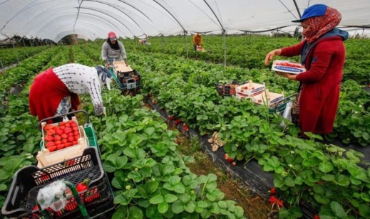 إدانة رجل أعمال ب 42 سنة سجنا لاعتدائه على عاملات مغربيات بمزرعته بمورسيا إدانة رجل أعمال ب 42 سنة سجنا لاعتدائه على عاملات مغربيات بمزرعته بمورسيا