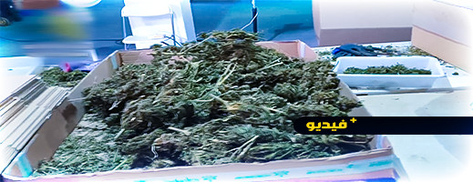 فيديو.. مداهمات في مختلف مناطق إسبانيا وحجز "أكبر" كمية مخدرات على الإطلاق فيديو.. مداهمات في مختلف مناطق إسبانيا وحجز "أكبر" كمية مخدرات على الإطلاق