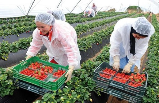 هذا هو التاريخ المتفق عليه بين المغرب ومدريد لنقل العاملات المغربيات إلى إسبانيا هذا هو التاريخ المتفق عليه بين المغرب ومدريد لنقل العاملات المغربيات إلى إسبانيا