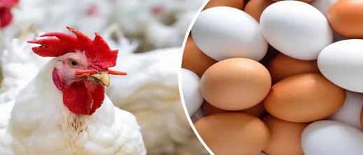 زيادة أسعار الدجاج والبيض يصل البرلمان.. وهذا جواب وزير الفلاحة