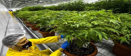 تخصيص 1.55 مليون درهم لبناء مختبر أبحاث لتنمية القنب الهندي بإقليم الحسيمة تخصيص 1.55 مليون درهم لبناء مختبر أبحاث لتنمية القنب الهندي بإقليم الحسيمة
