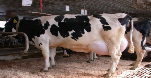 منع ذبح الابقار الحلوب بالمغرب لمواجهة أزمة الحليب منع ذبح الابقار الحلوب بالمغرب لمواجهة أزمة الحليب