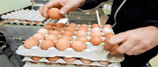 عزوف كبير للمواطنين على شراء البيض بعد ارتفاع سعره