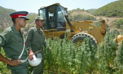 الدرك يداهم مخزنا به 30 طنا من القنب الهندي الدرك يداهم مخزنا به 30 طنا من القنب الهندي