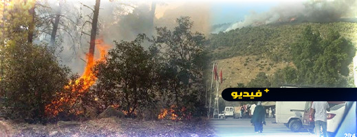 فيديو.. النيران تلتهم مساحات شاسعة من غابة في الشمال وجهود مستمرة لاحتوائها فيديو.. النيران تلتهم مساحات شاسعة من غابة في الشمال وجهود مستمرة لاحتوائها