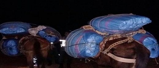 حجز بغلين محملين بالكيف واعتقال صاحبهما حجز بغلين محملين بالكيف واعتقال صاحبهما