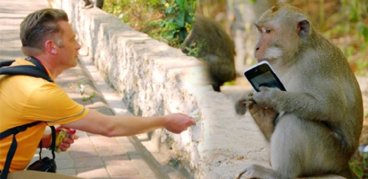 مهاجمة قرد لسائح فرنسي يستنفر السلطات