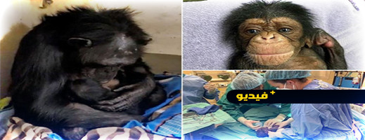 فيديو مؤثر.. أم شمبانزي تحتضن وليدها لأول مرة فيديو مؤثر.. أم شمبانزي تحتضن وليدها لأول مرة