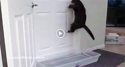 بالفيديو.. شاهدوا القط الأعجوبة يستطـيع فتح أي باب بذكاء بشري