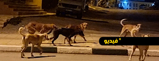 شاهدوا.. قطعان من الكلاب الضالة تغزو شوارع بن طيب أمام خوف واستياء الساكنة