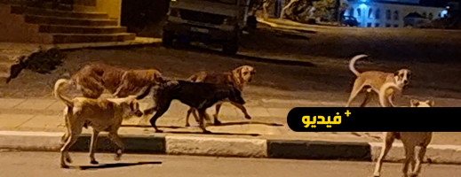 شاهدوا.. قطعان من الكلاب الضالة تغزو شوارع بن طيب أمام خوف واستياء الساكنة شاهدوا.. قطعان من الكلاب الضالة تغزو شوارع بن طيب أمام خوف واستياء الساكنة