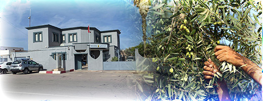 فلاحون يطالبون درك سلوان بحمايتهم من عمليات سرقة محاصيل الزيتون ببوعرك فلاحون يطالبون درك سلوان بحمايتهم من عمليات سرقة محاصيل الزيتون ببوعرك