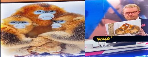 فيديو.. قناة دانماركية تعتذر عن تشبيه اللاعبين المغاربة وأمهاتهم بالقرود فيديو.. قناة دانماركية تعتذر عن تشبيه اللاعبين المغاربة وأمهاتهم بالقرود