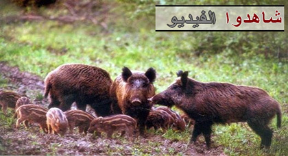 غريب.. الخنزير البري يعاشر البشر بكل حرية بشاطئ سيدي احساين غريب.. الخنزير البري يعاشر البشر بكل حرية بشاطئ سيدي احساين