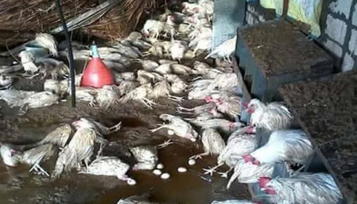 الأكثر تدميرا.. أوروبا تشهد أشد موجة أنفلونزا الطيور خطورة الأكثر تدميرا.. أوروبا تشهد أشد موجة أنفلونزا الطيور خطورة