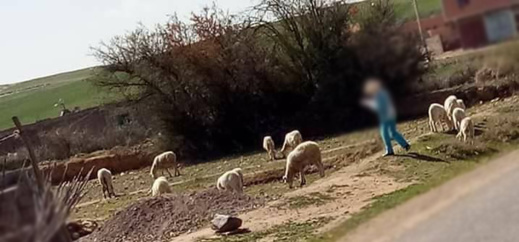 كانت ترعى الغنم.. وفاة طفلة قروية بطريقة مأساوية وسط غابة بالحسيمة كانت ترعى الغنم.. وفاة طفلة قروية بطريقة مأساوية وسط غابة بالحسيمة