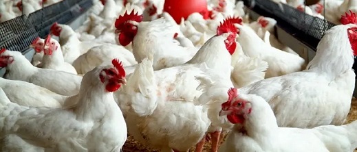 مع اقتراب العام الجديد.. انخفاض في أسعار الدواجن مع اقتراب العام الجديد.. انخفاض في أسعار الدواجن
