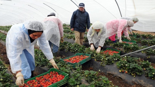 مطالب بحماية وضعية العاملات المغربيات بحقول الفراولة بإسبانيا