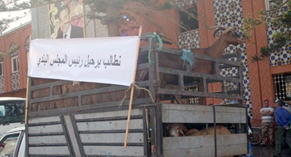 في سابقة هي الأولى.. فلاحون ورعاة يحتجون بالحيوانات ضد رئيس المجلس البلدي ببركان في سابقة هي الأولى.. فلاحون ورعاة يحتجون بالحيوانات ضد رئيس المجلس البلدي ببركان