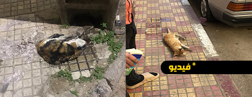 شاهدوا.. تعذيب القطط وقتلها بالسم في الناظور يثير سخط الساكنة شاهدوا.. تعذيب القطط وقتلها بالسم في الناظور يثير سخط الساكنة