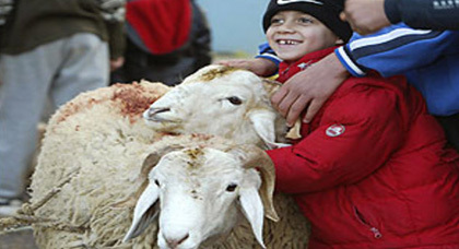 حكومة مليلية المحتلة تسمح أخيرا بإدخال المسلمين أكباش العيد من الناظور والنواحي