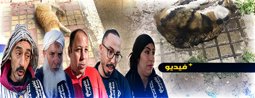 شاهدوا.. مواطنون يطالبون بمعاقبة "مسمم" القطط بالناظور شاهدوا.. مواطنون يطالبون بمعاقبة "مسمم" القطط بالناظور