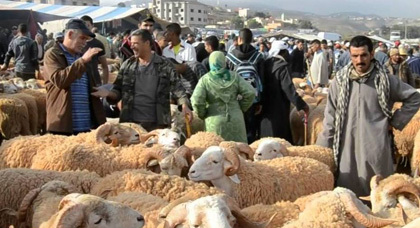 تفشـي ظاهرة سرقة أكباش العيد ببعض أحياء مدينة ازغنغان