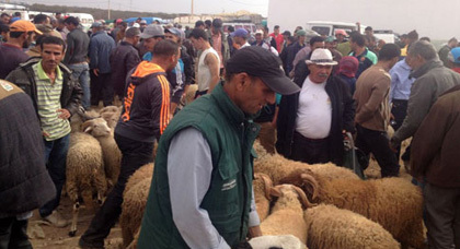 إقبال ضعيف على اقتناء أضاحي العيد وارتفاع صاروخي في الأسعار بسوق الدريوش الأسبوعي إقبال ضعيف على اقتناء أضاحي العيد وارتفاع صاروخي في الأسعار بسوق الدريوش الأسبوعي