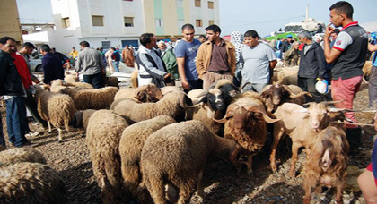 سوق المواشي بقرية أركمان يتحول إلى أوحال وبرك مائية مع تسجيل انخفاض في أثمان الأضاحي