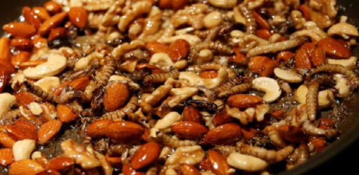 قرار رسمي.. الصراصير والديدان ضمن غذاء الأوروبيين قرار رسمي.. الصراصير والديدان ضمن غذاء الأوروبيين