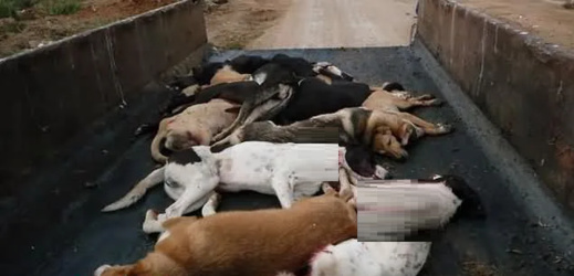 سابقة.. منحة مليار لمحاربة القوارض والكلاب الضالة تثير غضب المنتخبين سابقة.. منحة مليار لمحاربة القوارض والكلاب الضالة تثير غضب المنتخبين