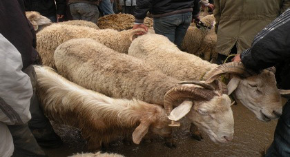 انخفاض حاد في رؤوس الأغنام بطنجة وتطوان يدفع "كَسّابة" ناظوريين للتنقل هناك انخفاض حاد في رؤوس الأغنام بطنجة وتطوان يدفع "كَسّابة" ناظوريين للتنقل هناك