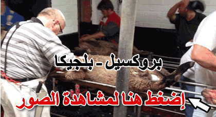 شاهدوا.. أجواء عيد الأضحى المبارك لدى أفراد الجالية بعدد من البلدان الأوروبية شاهدوا.. أجواء عيد الأضحى المبارك لدى أفراد الجالية بعدد من البلدان الأوروبية