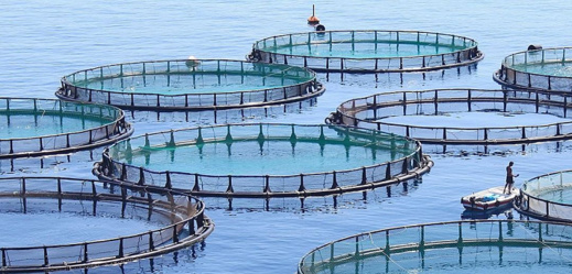 اتفاق مغربي إسرائيلي لإنشاء مزرعة سمك بهذه المنطقة