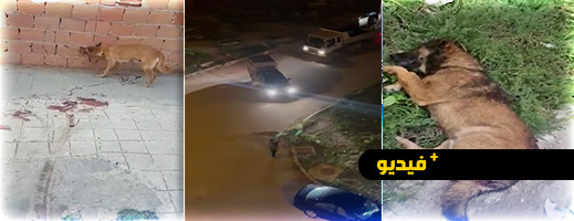 مشاهد محزنة.. عودة القتل العشوائي للكلاب في شوارع الناظور يثير استهجانا واسعا مشاهد محزنة.. عودة القتل العشوائي للكلاب في شوارع الناظور يثير استهجانا واسعا