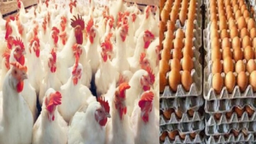 وزير الفلاحة: أثمنة منتجات الدواجن ستنخفض إلى مستويات معقولة قبل رمضان وزير الفلاحة: أثمنة منتجات الدواجن ستنخفض إلى مستويات معقولة قبل رمضان