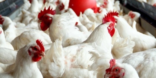 أسعار الدجاج تتراجع وتستقر في 16 درهما