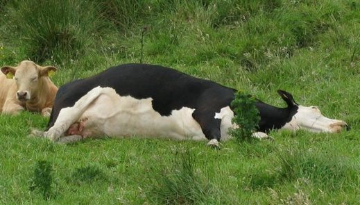 "جنون البقر" في البرازيل..هل سيعلن المغرب وقف استيراد الأبقار من أمريكا اللاتينية؟ "جنون البقر" في البرازيل..هل سيعلن المغرب وقف استيراد الأبقار من أمريكا اللاتينية؟
