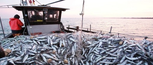 انخفاض مقلق لكميات الأسماك المفرغة في موانئ شمال المغرب في أول شهرين من 2023