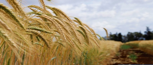 تطوير 6 أصناف جديدة من الحبوب أكثر مقاومة للجفاف بالمغرب تطوير 6 أصناف جديدة من الحبوب أكثر مقاومة للجفاف بالمغرب