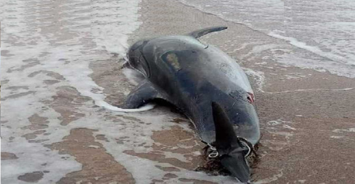 البحر يلفظ سمكة "نيكرو" نافقة بشاطئ من شواطئ الحسيمة البحر يلفظ سمكة "نيكرو" نافقة بشاطئ من شواطئ الحسيمة