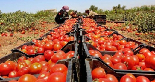 في عز الغلاء .. ما حقيقة شراء الطماطم من الأسواق الداخلية وإعادة تصديرها إلى الخارج؟