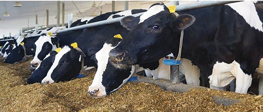 وصول أكثر من 7000 رأس ماشية للذبح.. هل ستؤثر على الأسعار؟ وصول أكثر من 7000 رأس ماشية للذبح.. هل ستؤثر على الأسعار؟