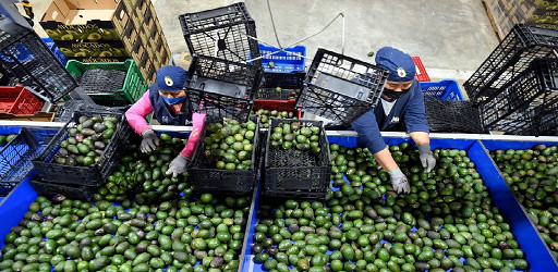 رغم قلة المياه.. صادرات المغرب من الأفوكادو ترتفع إلى أعلى مستوى رغم قلة المياه.. صادرات المغرب من الأفوكادو ترتفع إلى أعلى مستوى
