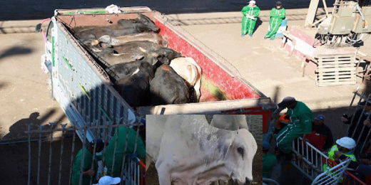 بعد أن أرعبت المغاربة.. مطالب حقوقية بالتحقيق في "أبقار البرازيل" الهزيلة بعد أن أرعبت المغاربة.. مطالب حقوقية بالتحقيق في "أبقار البرازيل" الهزيلة