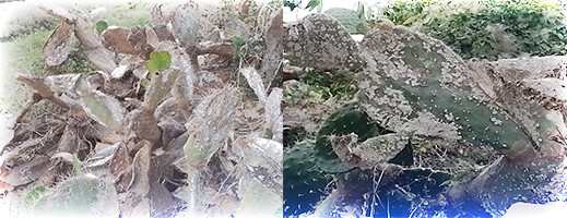 صور.. الحشرة القرمزية تهاجم نبتة الصبار بإقليم الحسيمة صور.. الحشرة القرمزية تهاجم نبتة الصبار بإقليم الحسيمة
