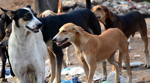 مطالب برلمانية بفتح تحقيق في مقاطع فيديو لكلاب وبغال  مذبوحة و معدة للتسويق مطالب برلمانية بفتح تحقيق في مقاطع فيديو لكلاب وبغال  مذبوحة و معدة للتسويق