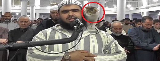 شاهدوا.. قطة تصعد على كتف الإمام خلال صلاة التراويح  شاهدوا.. قطة تصعد على كتف الإمام خلال صلاة التراويح